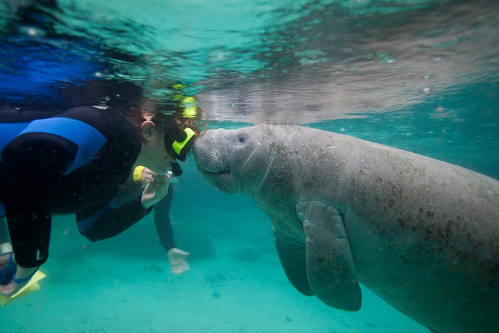 Karibik-Manati Trichechus manatus West Indian Manatee Arbeitsfoto